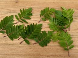 Hedlundia Pseudomeinichii shrub