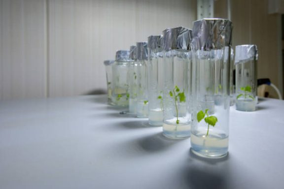 microplants in tubes