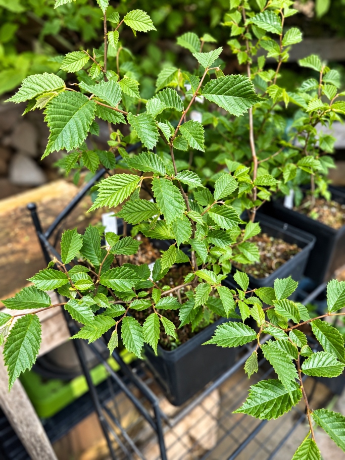 Elm Conservation & Propagation