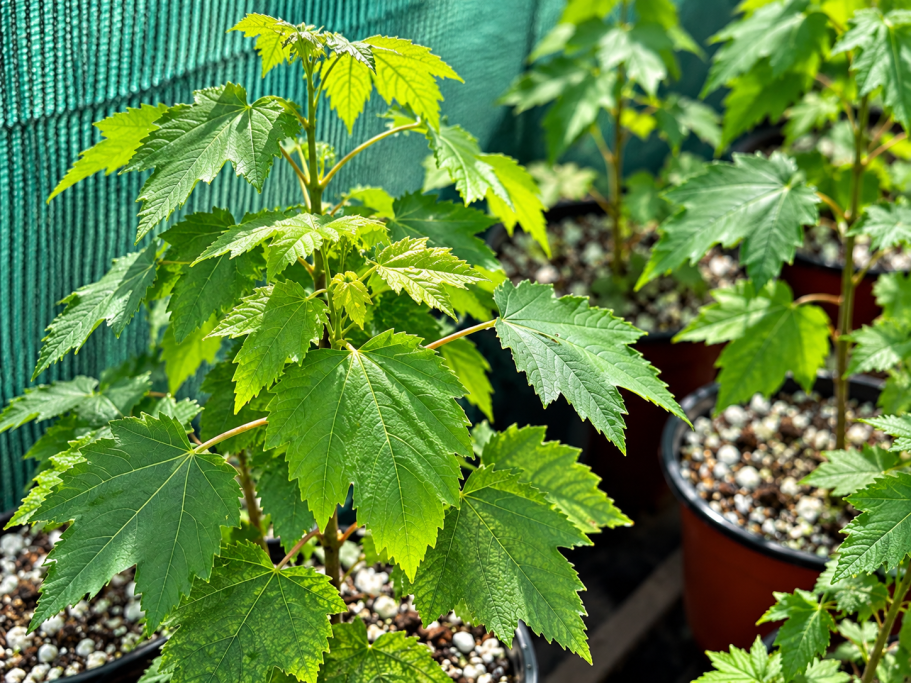 Commercial Woody Plants